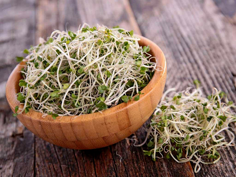 Giá đỗ trong thực đơn dinh dưỡng